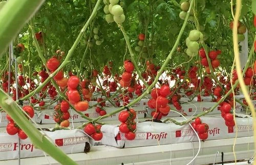 Tomato Hydroponic Greenhouse