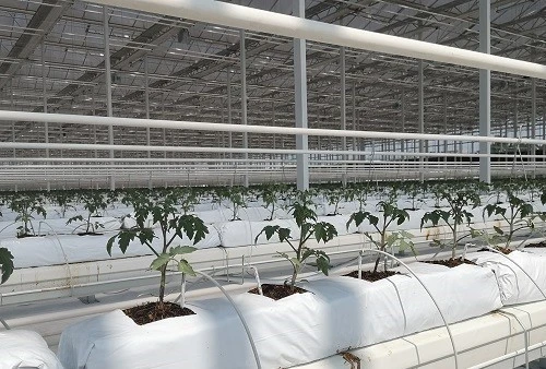Tomato Hydroponic Greenhouse